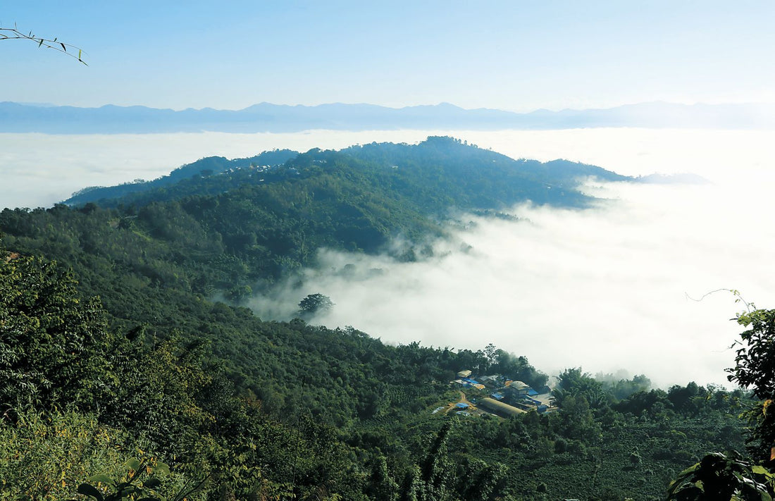 The Ancestral Home of Tea - Understanding the Biological and Historical Depth of Yunnan