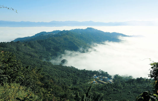 The Ancestral Home of Tea - Understanding the Biological and Historical Depth of Yunnan